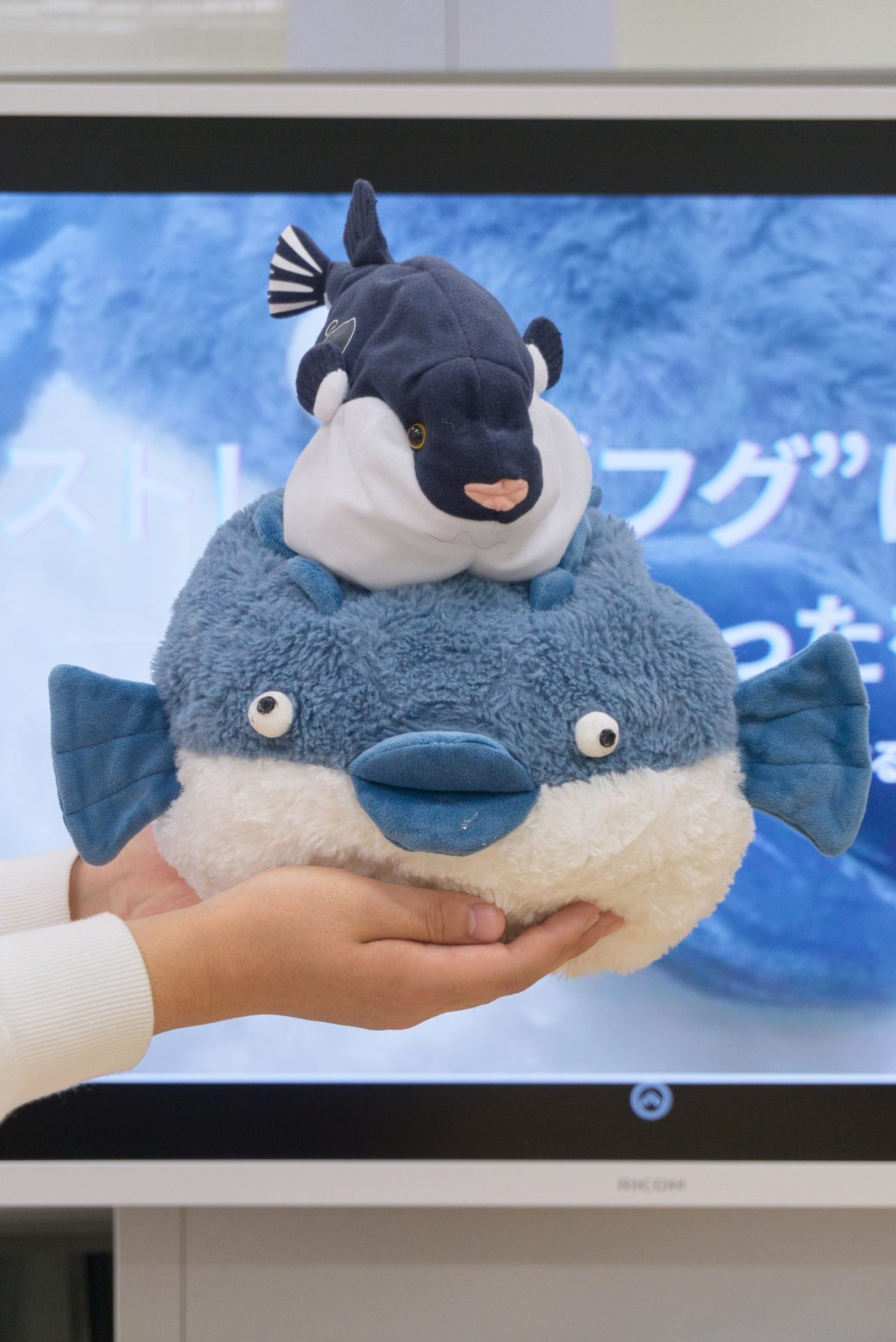 古川耕太郎さん(先導学類)へのインタビュー~自分の経験と共に見出す課題解決~